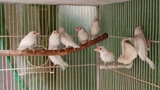 White Java chicks - Red-Black Eyes