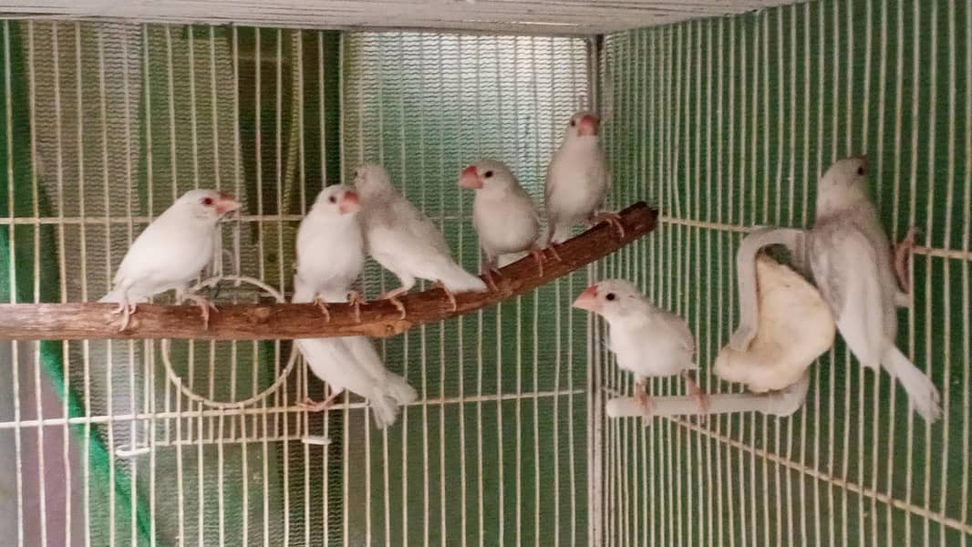 White Java chicks - Red-Black Eyes 0