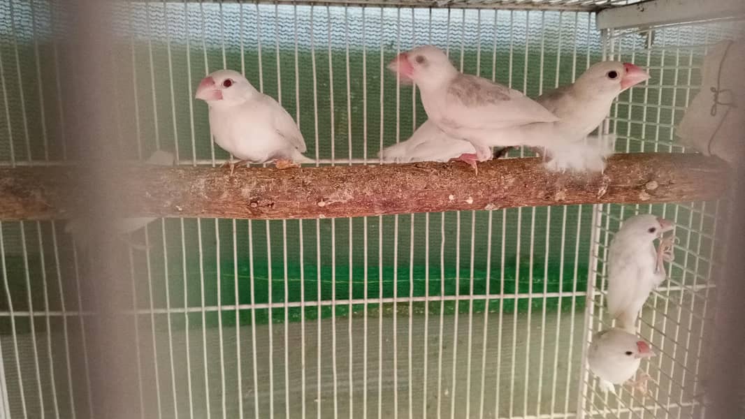 White Java chicks - Red-Black Eyes 2