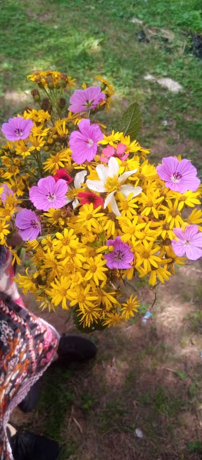 I am Pakistani and Chinese cook