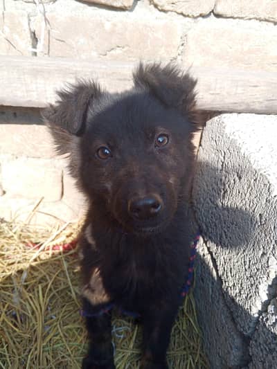 German shepherd puppy for sale