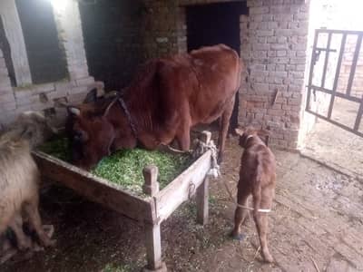 Sahiwal cross ha. Fresh sowe ha Aby 2 Day however ha.