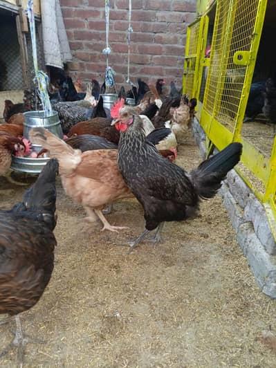  Golden Misri Hens – Healthy & Active