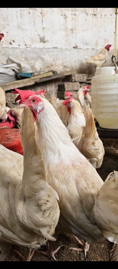 White layer LSL ultra