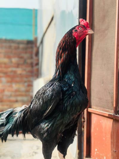 Muska Hi Quality long tale