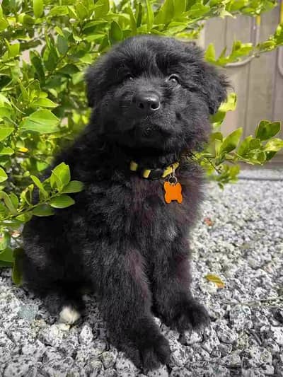 German Shepherd | black Shepherd | gsd dog | male puppy |puppies
