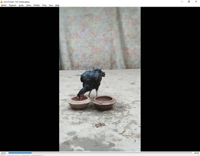 ASEEL MADI FOR SALE  [ BARA  QAD KI ]