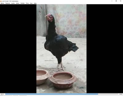 ASEEL MADI FOR SALE  [ BARA  QAD KI ] [0328-1729770]