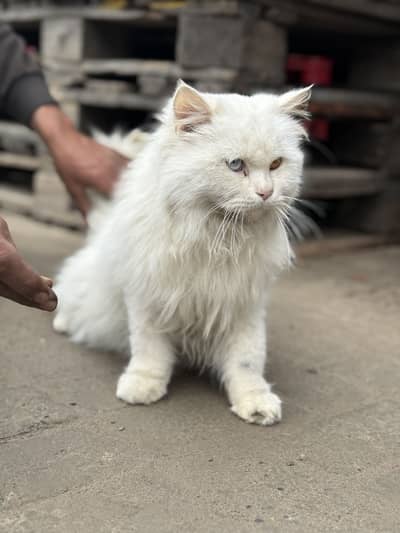 Persian triple coated cat