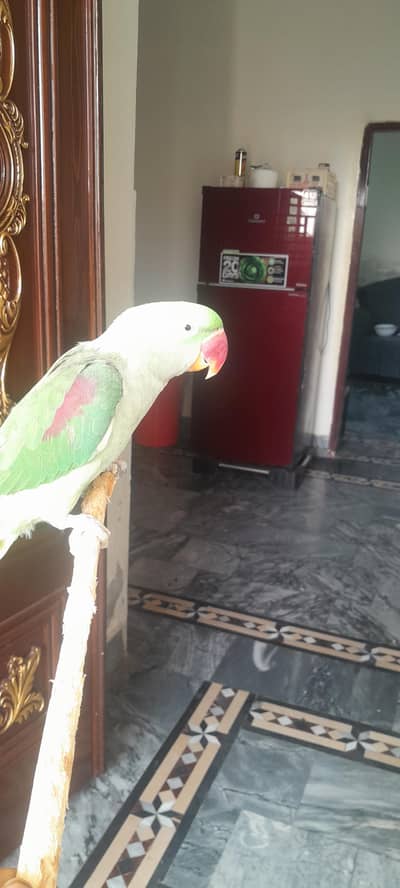 raw parrot female semi tame breader full