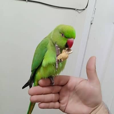 (Katha) Full Hand Tame Friendly Green Ringneck Male Parrot Jambo Saiz