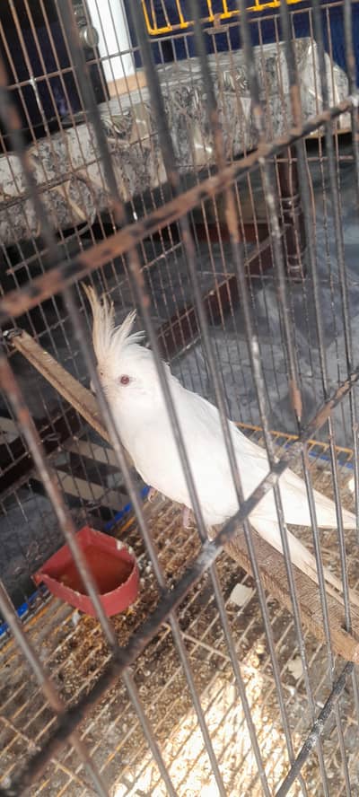 cocatail parriot male full breeder