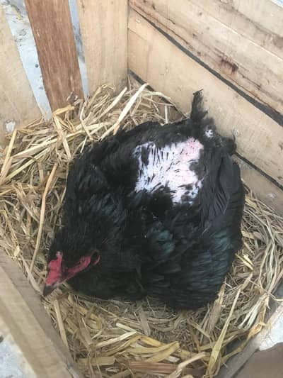 Aseel Mianwali Kruk/Kurk Hen