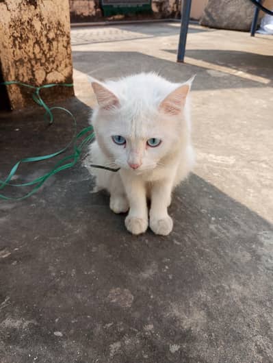 Persian cat for sale