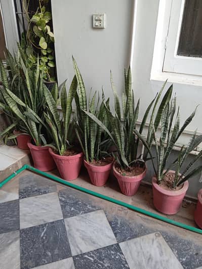 Alovara , snake plant and palam plant  for sale