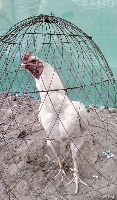 Pure Heera Male White eyes white nok Nalli