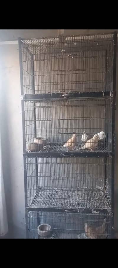 Pigeons parrot Cage Iron 4 portion
