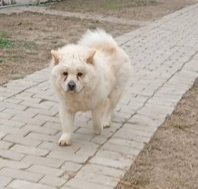 Russian Import Chow chow young female available for pet lovers