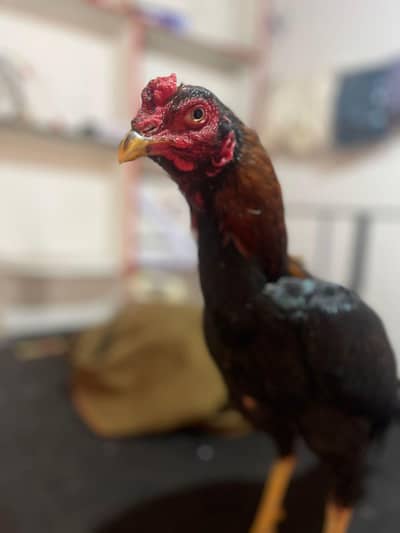 aseel burmi + Pakistani