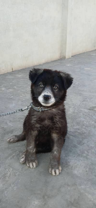 Bakarwal Puppy Age 3 month vaccinated