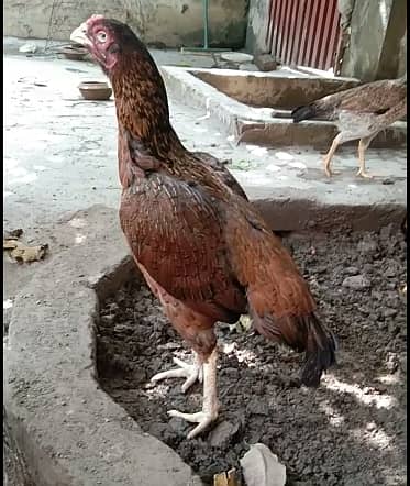 ASEEL MADI FOR SALE [PARROT NOK MA ]