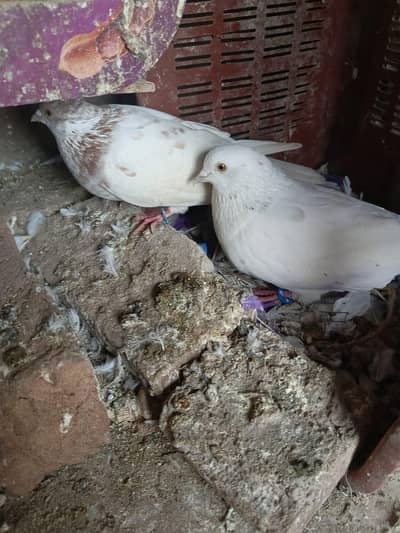 Pigeons pairs available