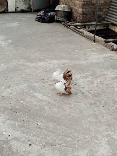 Fantail brown tail piegons pair for sale