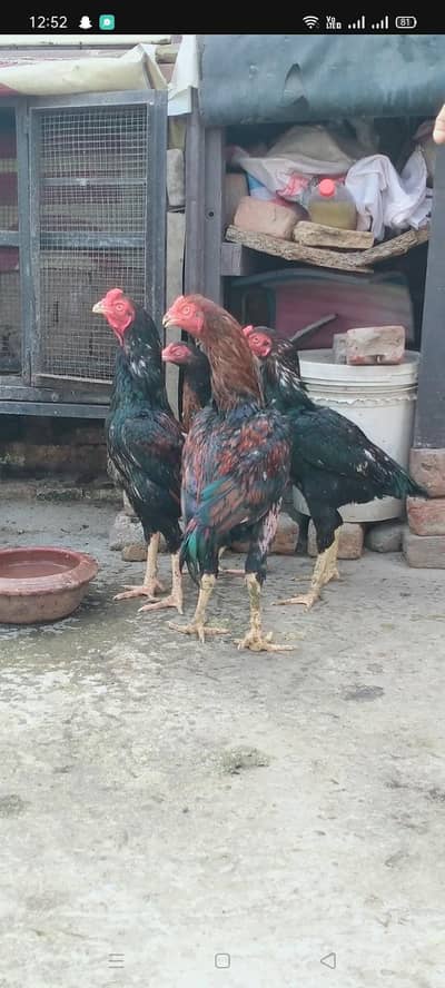 Aseel unlimited degerous