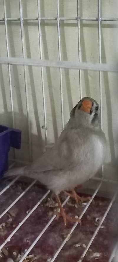 ZEBRA FINCHES WITH 1 BABY AND 3 PAIRS WITH CAGE