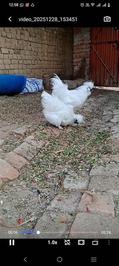 for sale 03315441073