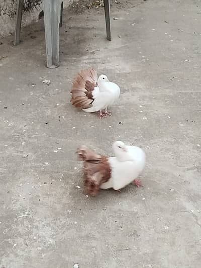 Brown tail fantail piegons pair