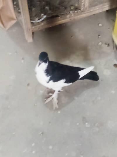 sherazi kabutar ke Bache Hain