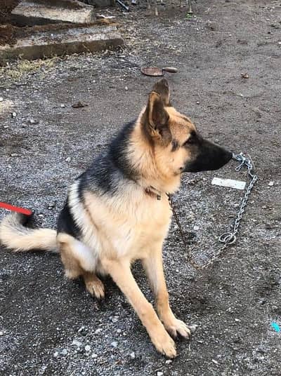 German shepherd male available for sale