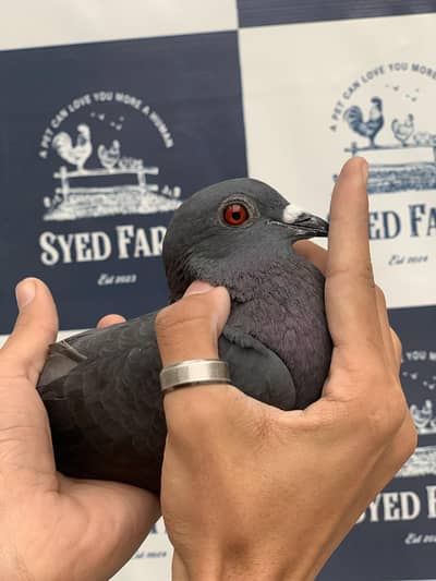 Red Eyes Pair For Sale