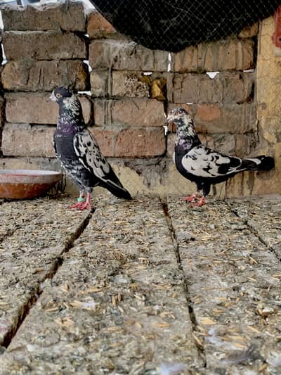 Rampouri Breeder Pair For Sale