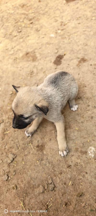 same four dogs for sale