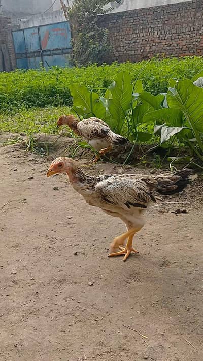 Shamo Chicks/eggs /Ayam cemani breeder