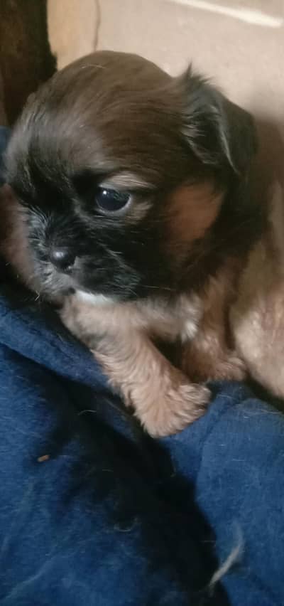 cute  shih tzu puppy