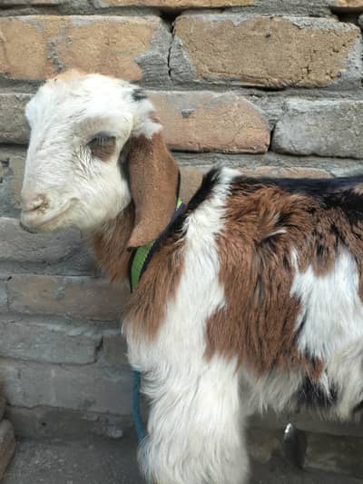 Cut baby goat female sale cheap price