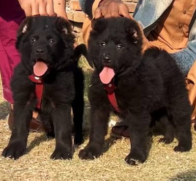 bakarwal security dog 2 month pair for sale heavy bone