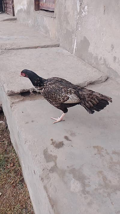 Top Quality Aseel female