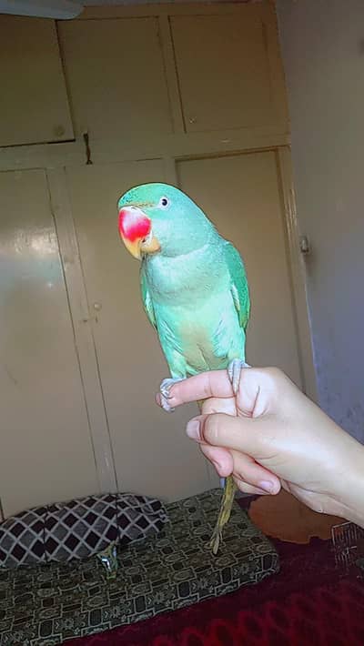 raw parrot for sale