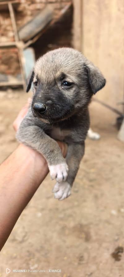 same four dogs for sale