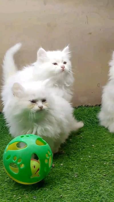 Persian kitten for urgent sale my WhatsApp number 032869729ten