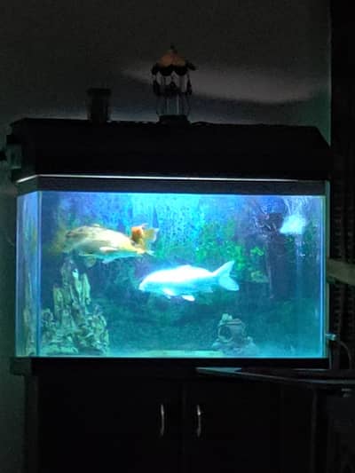 Big size Aquarium  with lower huge space cupboard