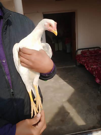 aseel here Madi quality wale Madi ha only whatapp