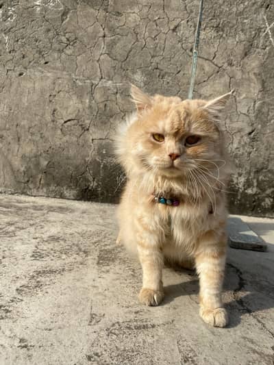 Persian cat male