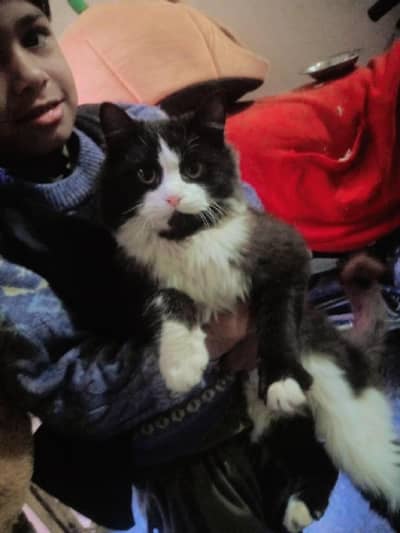 pershian Female cat For sale whatsup nbr 03084970434