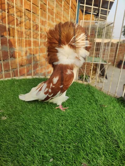 Fancy pigeons Jacobin Pjc Ring Naqab posh