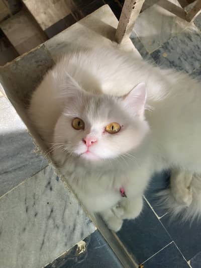 Pure Persian Female Cat.